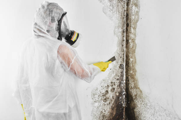 Best Home Mold Removal  in Shrewsbury, MO