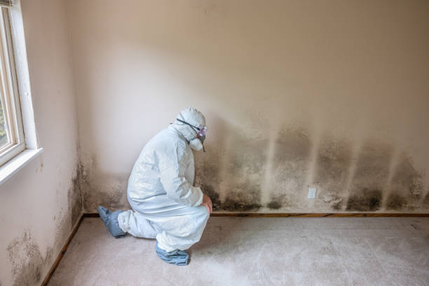 Best Best Mold Removal Companies  in Shrewsbury, MO