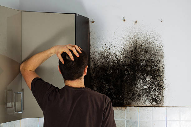 Best Certified Mold Removal  in Shrewsbury, MO