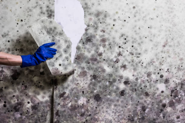 Best Mold Remediation  in Shrewsbury, MO