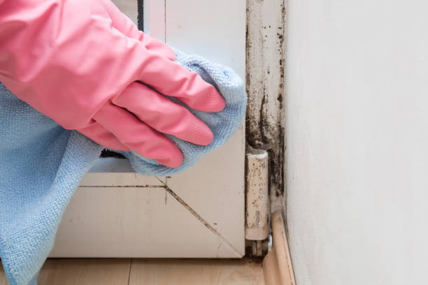Best Mold Cleaning Services  in Shrewsbury, MO